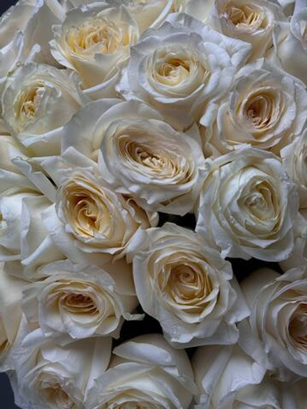 Букет из 35 кремовых пионовидных роз под ленту