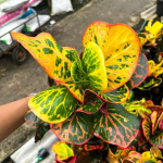 Кротон PHAYA PHET