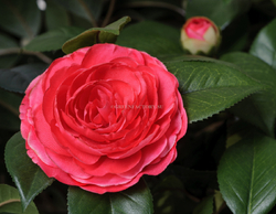 Камелия на штамбе тёмно-розовая