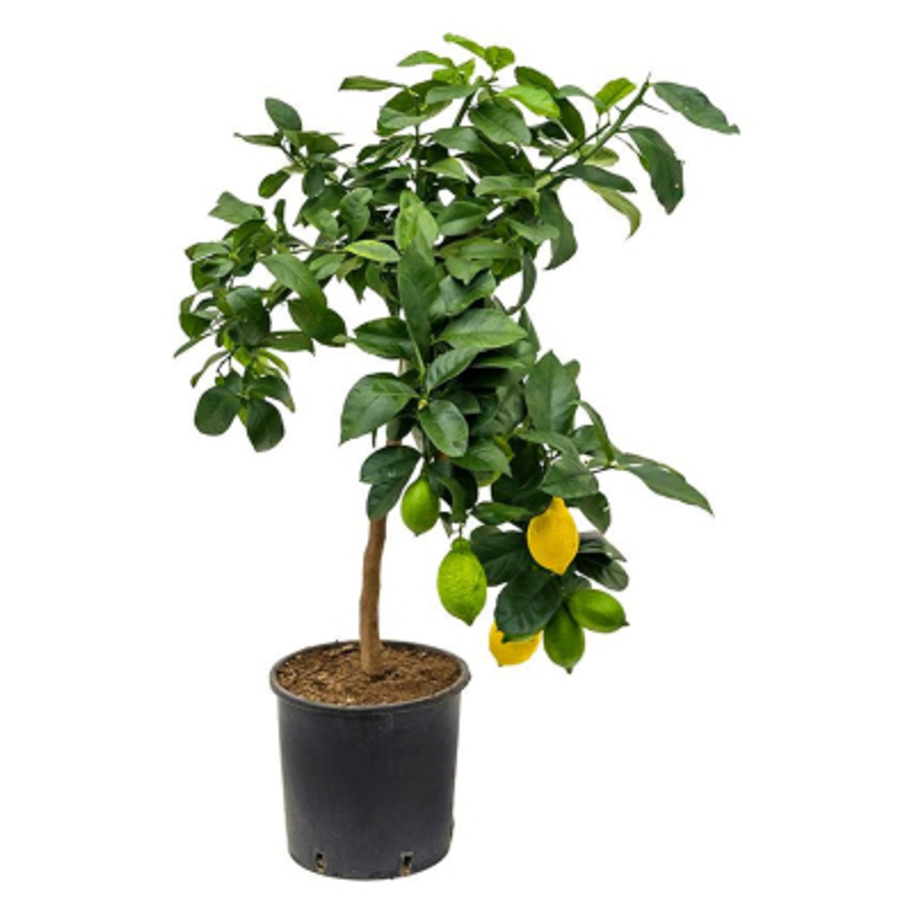 Лимон Orangery citrus lemon 22/85 st