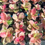 Аглаонема RED EMERALD