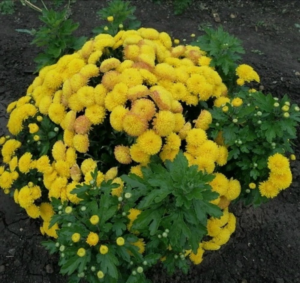 Хризантема корейская Мишель