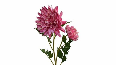 Хризантема Осенняя - Розовый