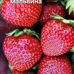 САЖЕНЦЫ КЛУБНИКИ