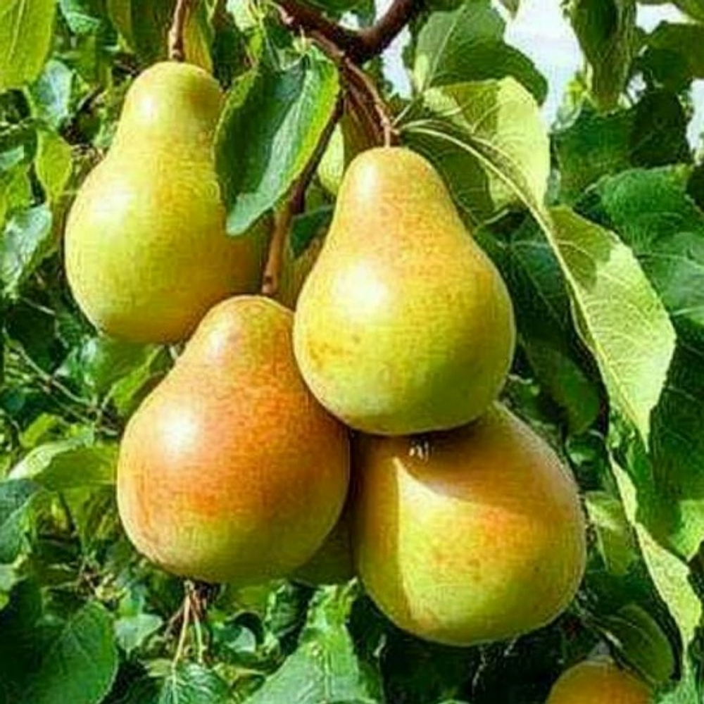 Груша Лада (Летняя)