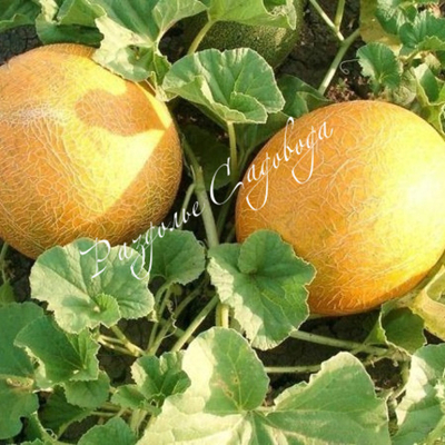 Дыня Колхозница (горшок 0.4л)