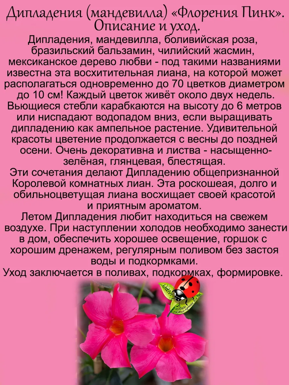 Дипладения Флорения Пинк розовая Мандевилла