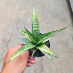 Сансевиерия CORDOVA WHITE