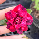 Адениум CHERMAL