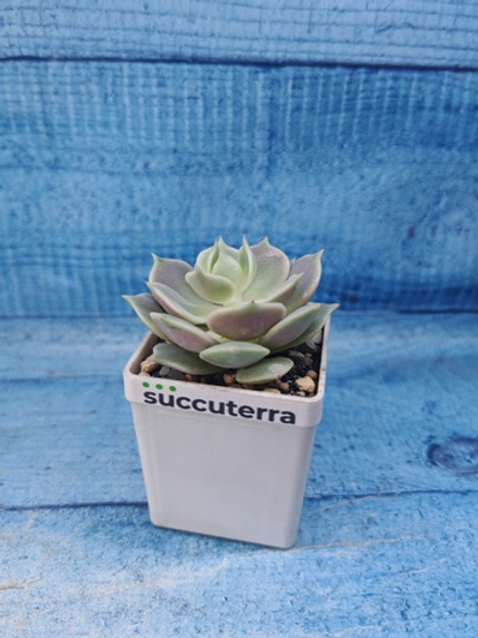 Echeveria Lola (Эхеверия)
