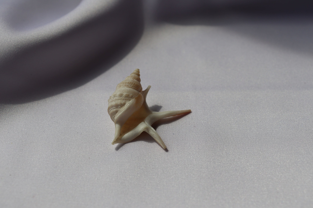 Морская ракушка Куриная нога (Aporrhais pesgallinae) 3,2 см.