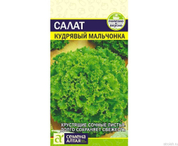 Салат семена зеленый