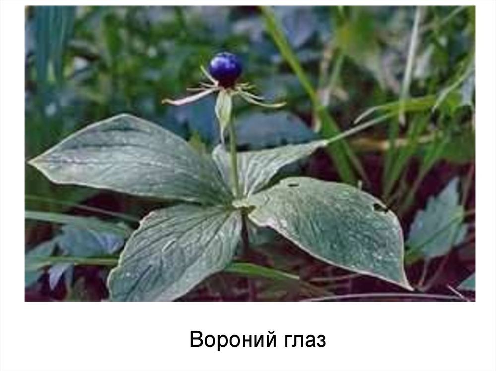 Гербарий Ядовитые растения — купить по ФГОС | Учебный стандарт