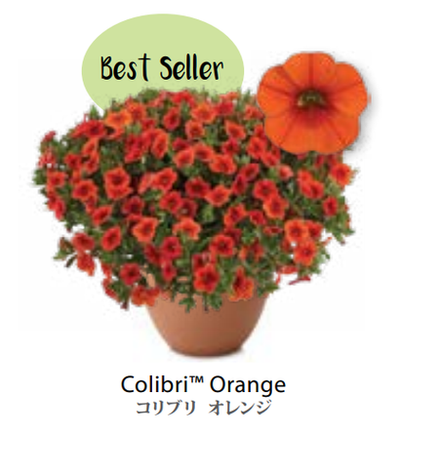 ЕВРО Calibrachoa Colibri Orange укорененный черенок середина декабря 25