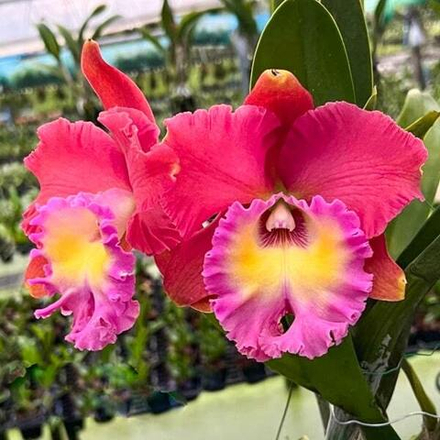 Орхидея ринхолелиокаттлея RLC. SIAM MAGIC AXL ROSE