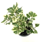 Фикус Треугольнолистный "Свитхарт"