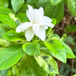 Гардения махровая вар – Double gardenia var