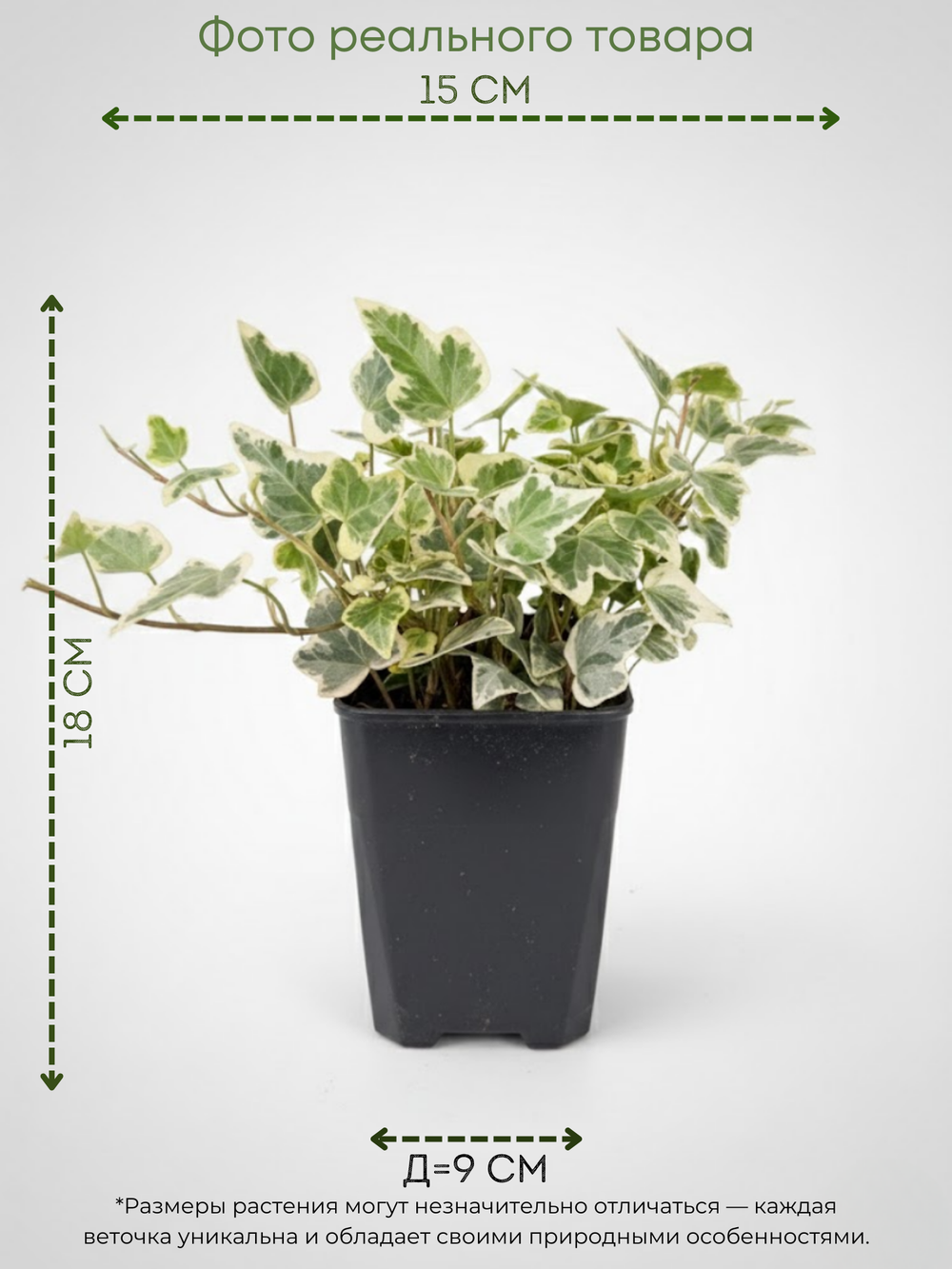 Хедера непальская д.9