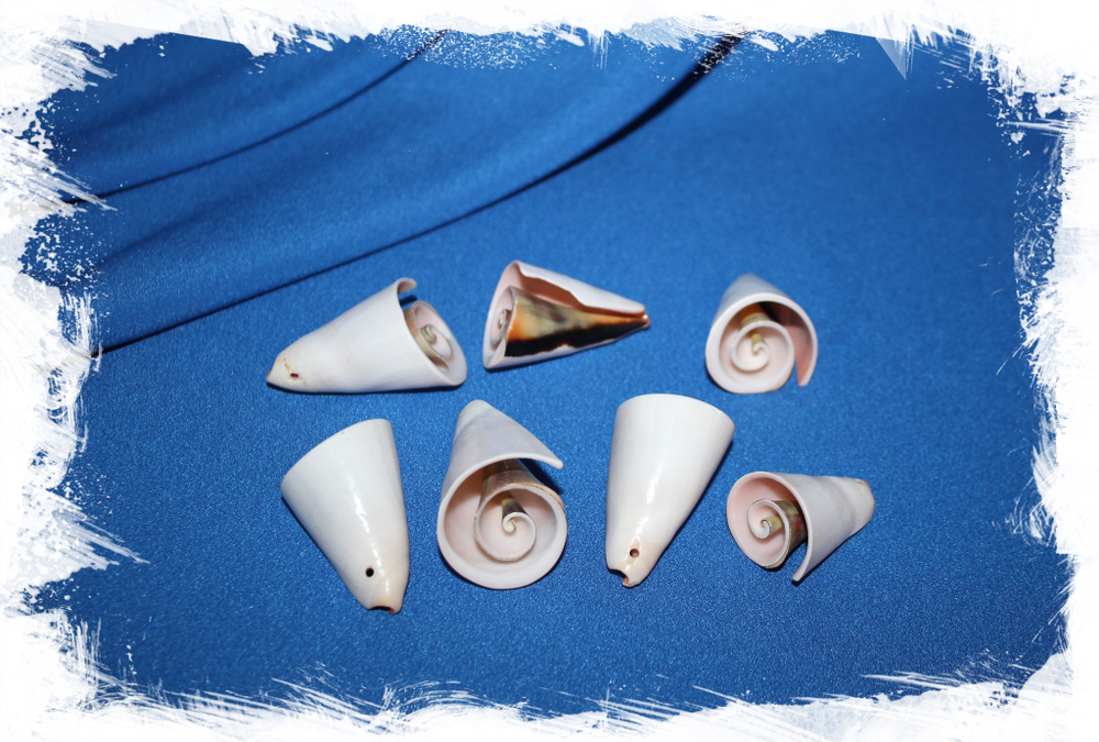 Срез морской ракушки с отверстием для серег или кулона