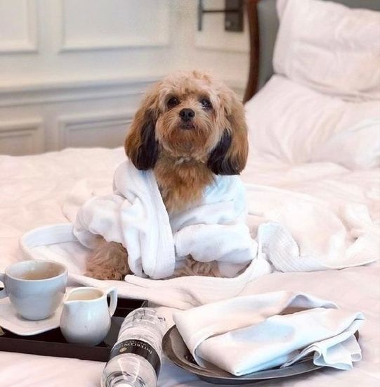 Dog-friendly отели