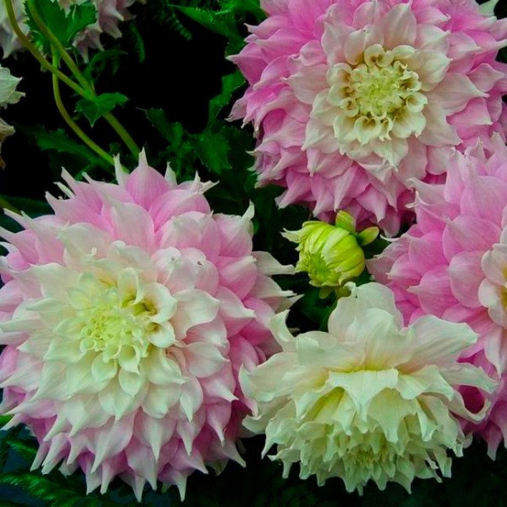 Георгин Gitt's Perfection (корень) Закупка М55 апрель 2026