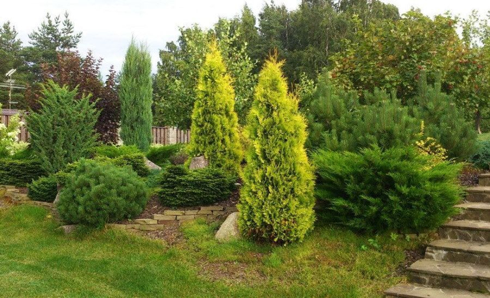 Туя западная Голден Брабант Закупка М35 наличие 2026