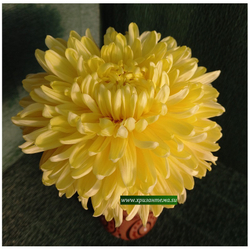 Хризантема крупноцветковая Harry Woolman  ☘ ан 29   (временно нет в наличии)