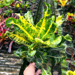 Кротон WHITE ELEPHANT