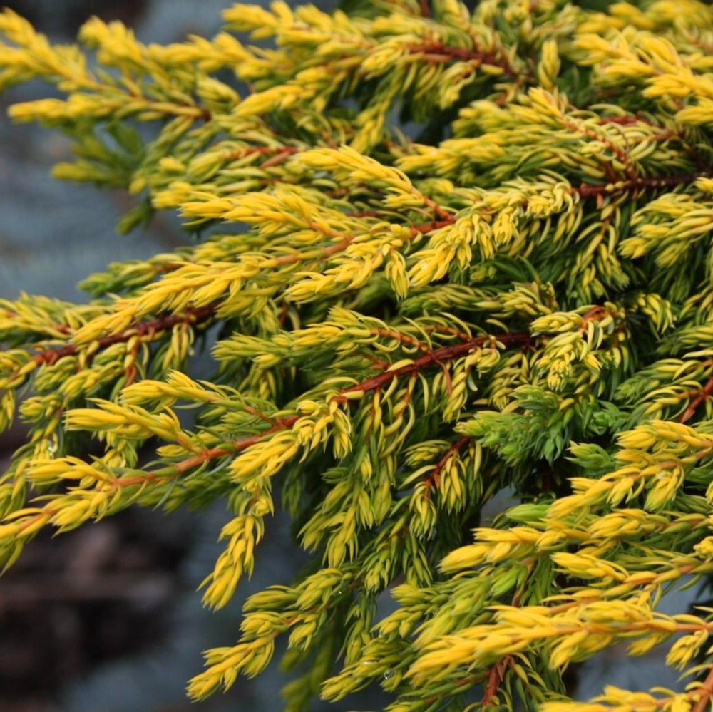 Juniperus communis Goldschatz