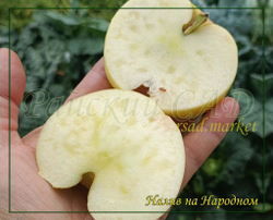 Яблоня Народное