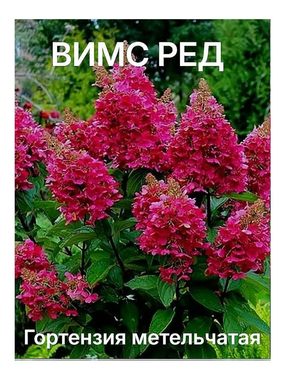 Вимс Ред гортензия метельчатая