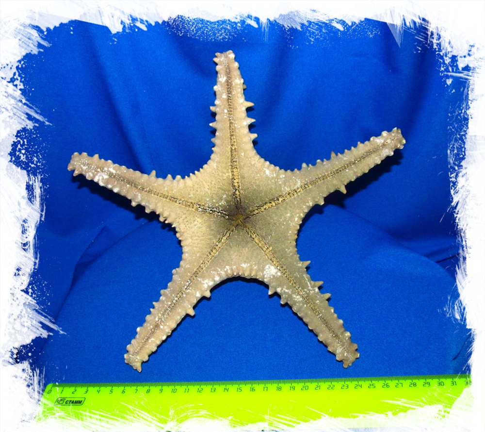 Морская Звезда Тони 25-30см.