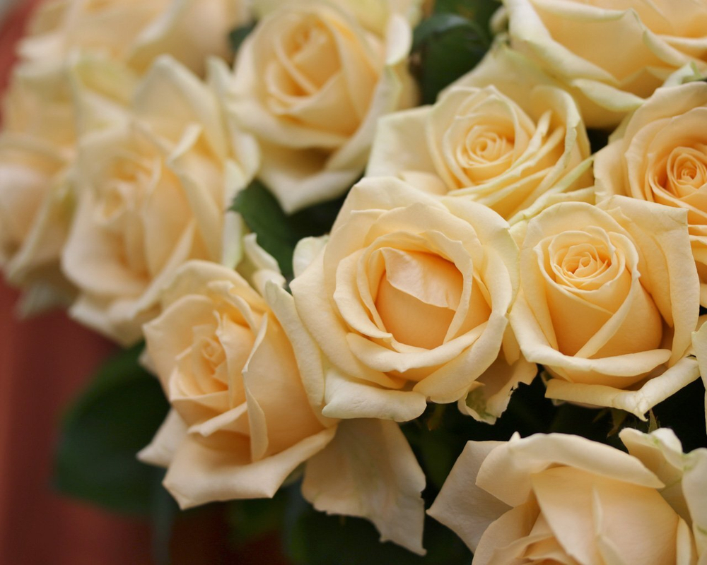 Кремовые розы "Pinch Avalanche"