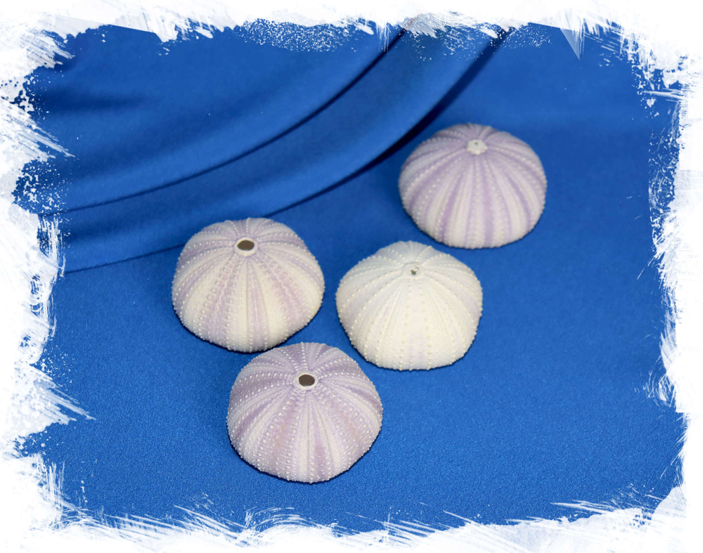 Сиреневый панцирь морского ежа для растений и декора