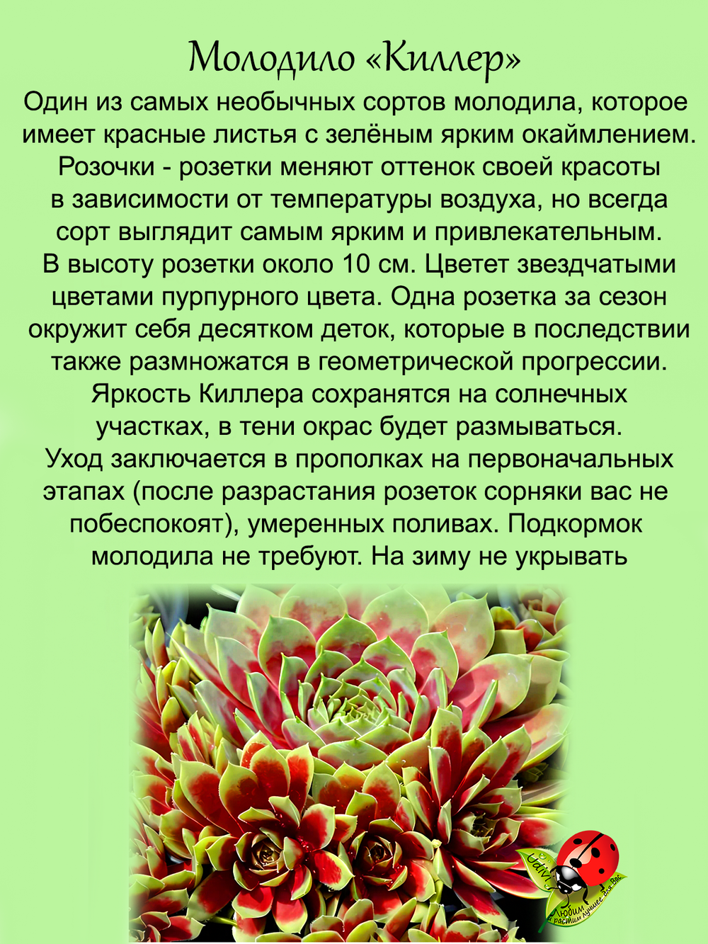 Молодило Киллер двухцветное