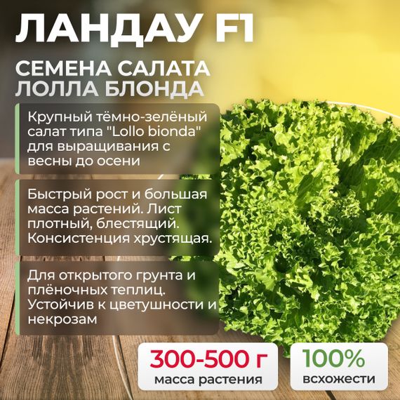 ЛАНДАУ семена салата лолло блонда (Rijk Zwaan) оптом