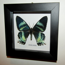 Бабочка Алцидес в рамке