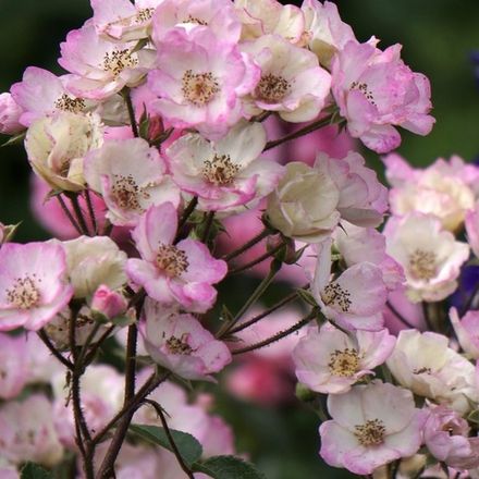 Алден Бизен (Alden Biesen)