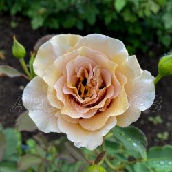 Эвентайл Д*Ор(Eventail D'or)