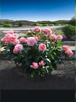 Роза флорибунда Ботичелли