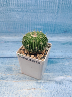 Echinofossulocactus Multicostatus (Эхинофоссулокактус)