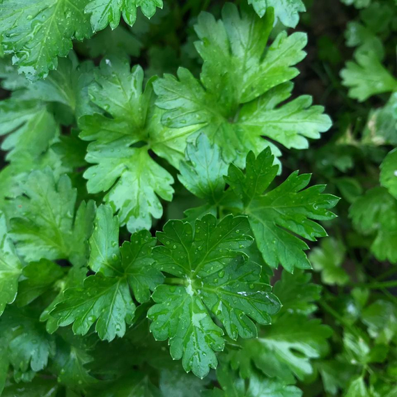 Итальянский гигант семена петрушки (Enza Zaden / ALEXAGRO) культура – фото 5