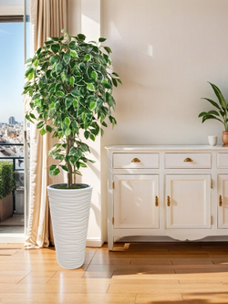 Искусственное дерево Фикус Пестрый 170 см в высоком круглом белом кашпо