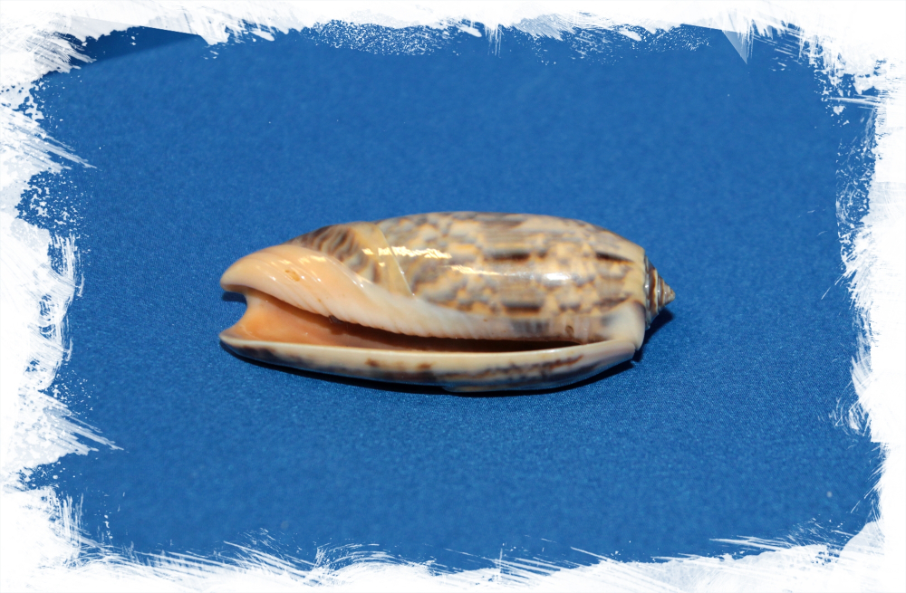 Олива Миниакея, 6-7см, 1шт