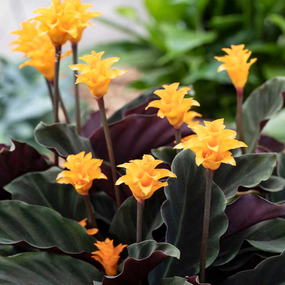 Калатея Кроката, или Калатея Шафранная (Calathea Crocata) D14см