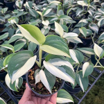 Сциндапсус BLUE ALBO