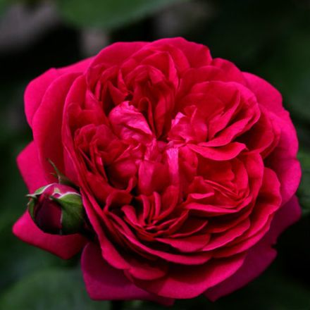 Зе Дарк Леди (The Dark Lady)