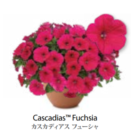 ЕВРО Petunia Cascadias Fuchsia укорененный черенок середина декабря 25