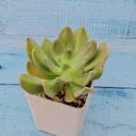 Echeveria Nichi (Эхеверия)