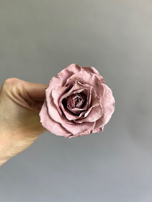 Роза классическая пудровая d=5 см (упак 6 шт)